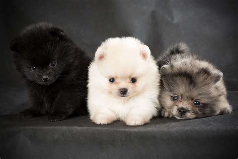 Pomeranian dog colors - Jan 9, 2024 · Black Pomeranian Dog Breed Information. The Pom comes in twelve different colors (and while some may be black with markings) completely jet-black Pomeranians are the rarest coat color. These small dogs may only stand seven inches tall, but they pack a lot of energy and charisma into their tiny frames. Black Pomeranians belong to the toy group ...